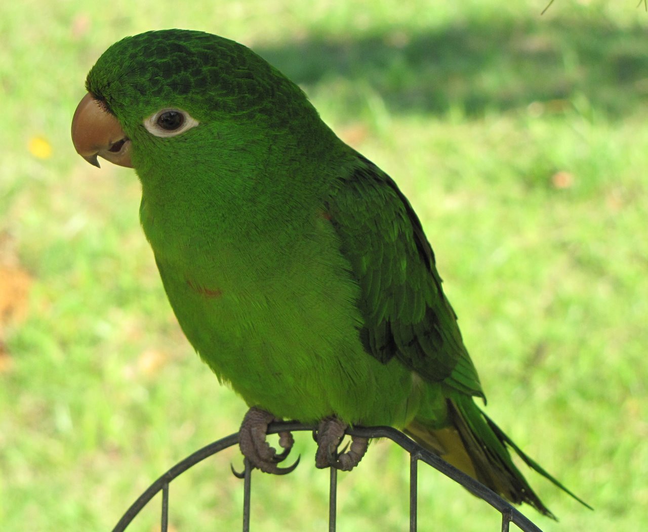 Maritaca Ou Maitaca? Qual É O Certo De Escrever?