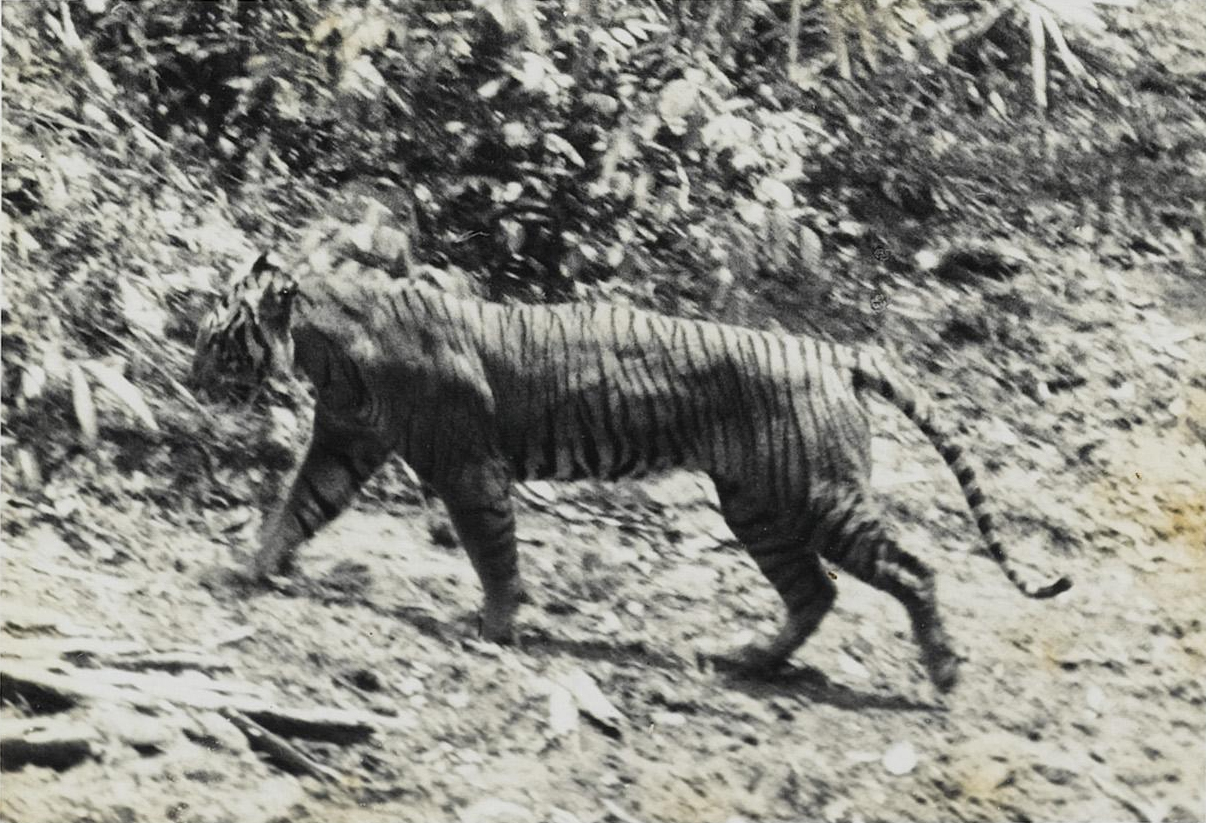 Tigre de Java: Características, Fotos e Nome Científico
