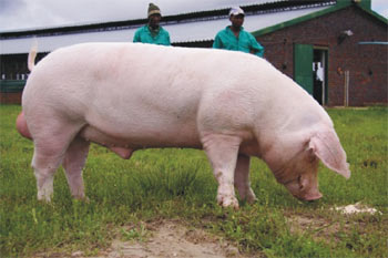 Porco Doméstico Landrace: Características e Fotos