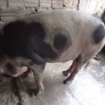 Porco piau raça nativa brasileira manchas