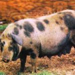 Porco piau adaptado ao semiárido brasileiro