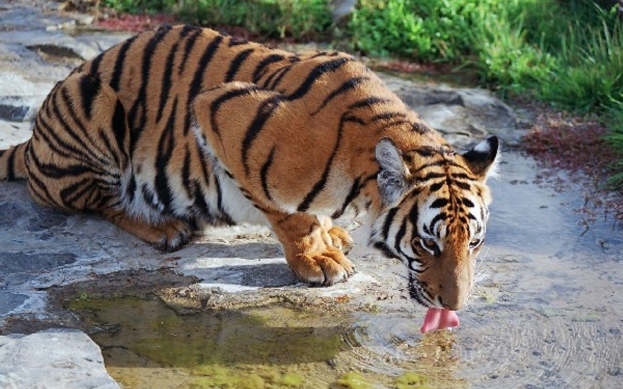 Curiosidades Sobre o Tigre e Fatos Interessantes