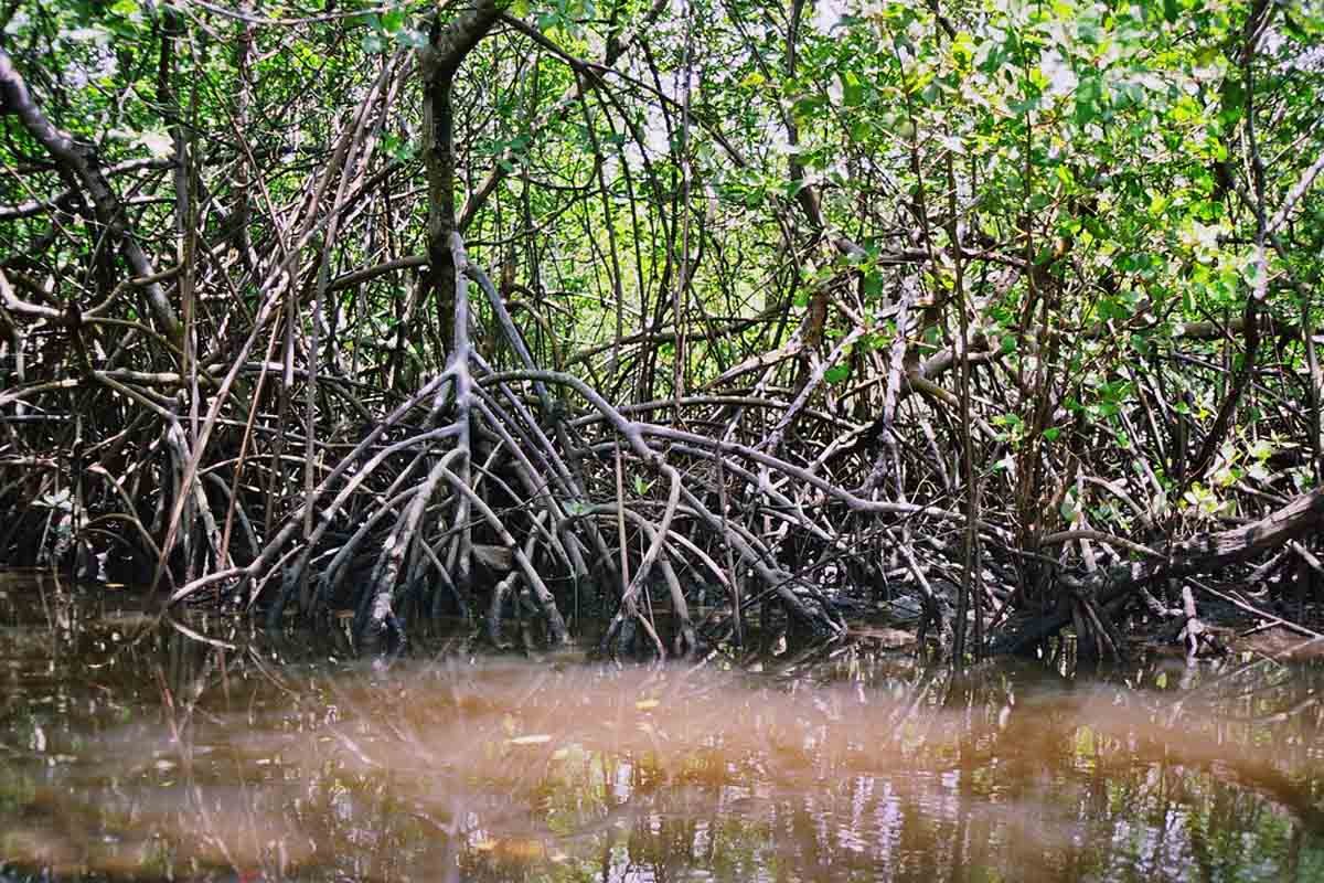 Tipos De Mangue Existentes E Características De Cada Um