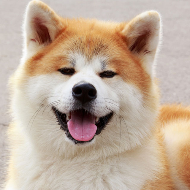 Akita Inu Cores E Tipos: Branco, Tigrado, Sesame, Fulvo-Vermelho Com Fotos