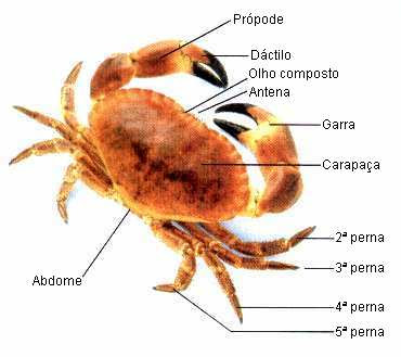 Anatomia do Siri Animal e Ficha Técnica