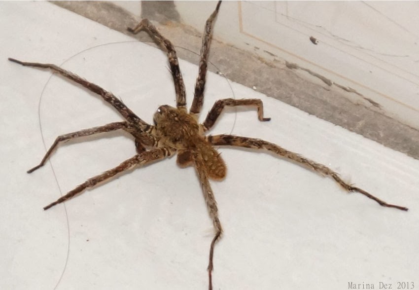 Aranha Armadeira Anda Sozinha? E A Tarantula?