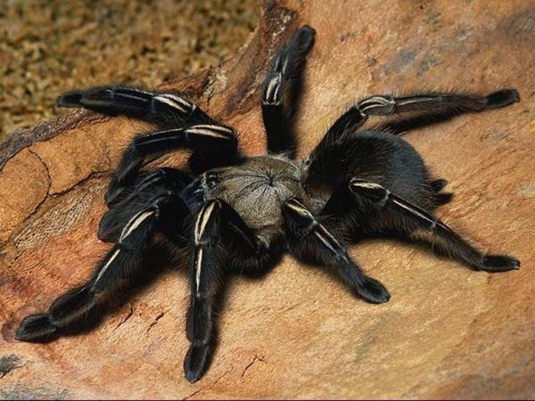 Aranha Noturna: 5 Espécies com Hábitos Noturnos no Brasil