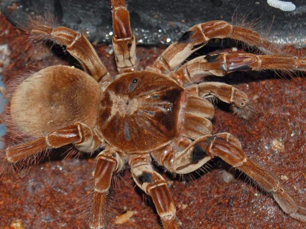 Aranha Golias Comedora de Pássaros Características e Fotos