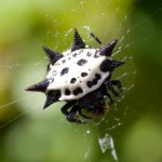 Aranha Preta E Branca 1