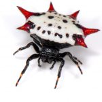 Aranha Preta E Branca 2