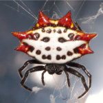 Aranha Preta E Branca 4