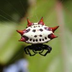 Aranha Preta E Branca 6