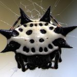 Aranha Preta E Branca Em Sua Teia 1
