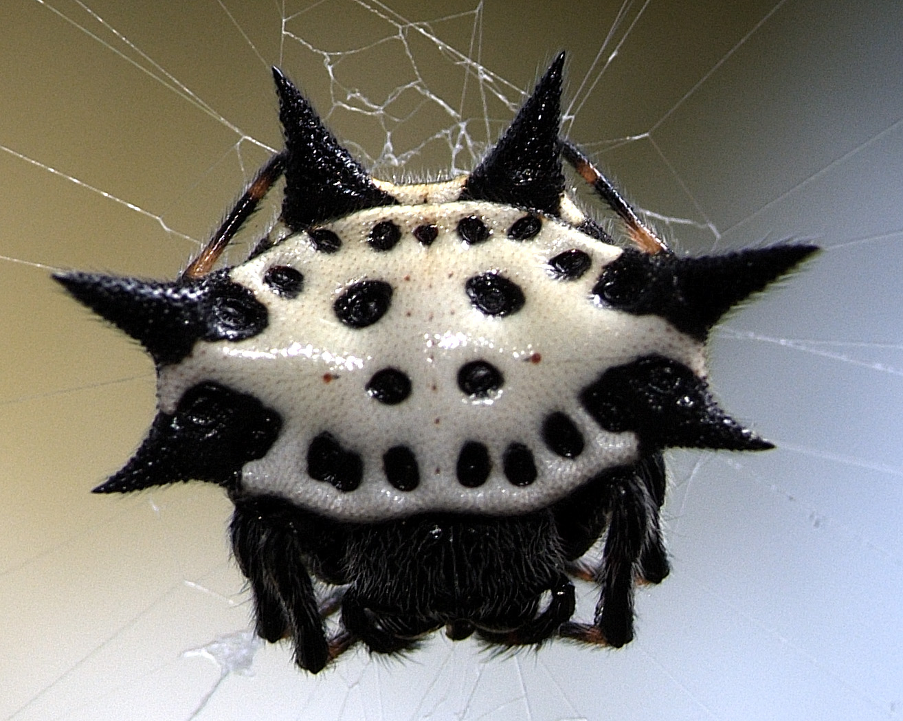 Aranha Preta e Branca É Venenosa?  Qual A Espécie e Fotos