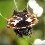 Aranha Preta E Branca Em Sua Teia 3