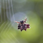 Aranha Preta E Branca Em Sua Teia 4