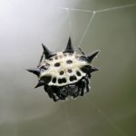 Aranha Preta E Branca Em Sua Teia 6