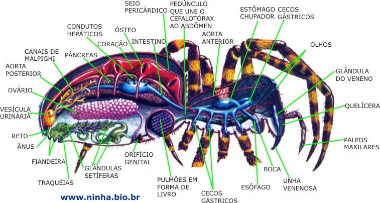 Aranha Tem Sangue? Qual a Cor? Sistema Circulatório Como Funciona
