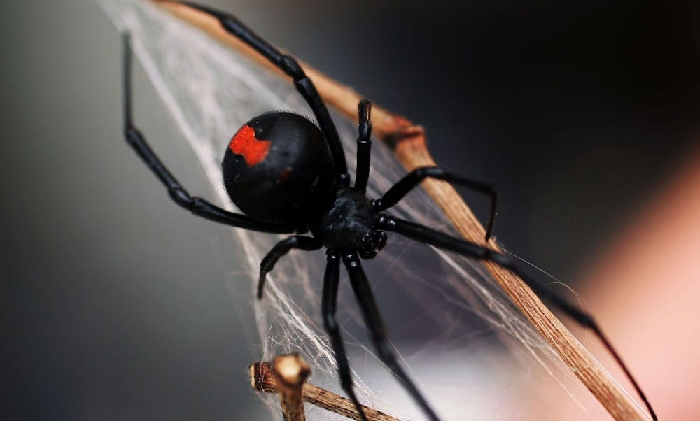 Aranha Preta É Venenosa? Características e Nome Científico