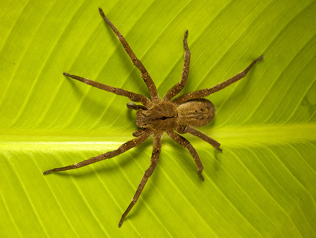 Habilidades Das Aranhas E Poderes “especiais”: Ela Se Regenera?