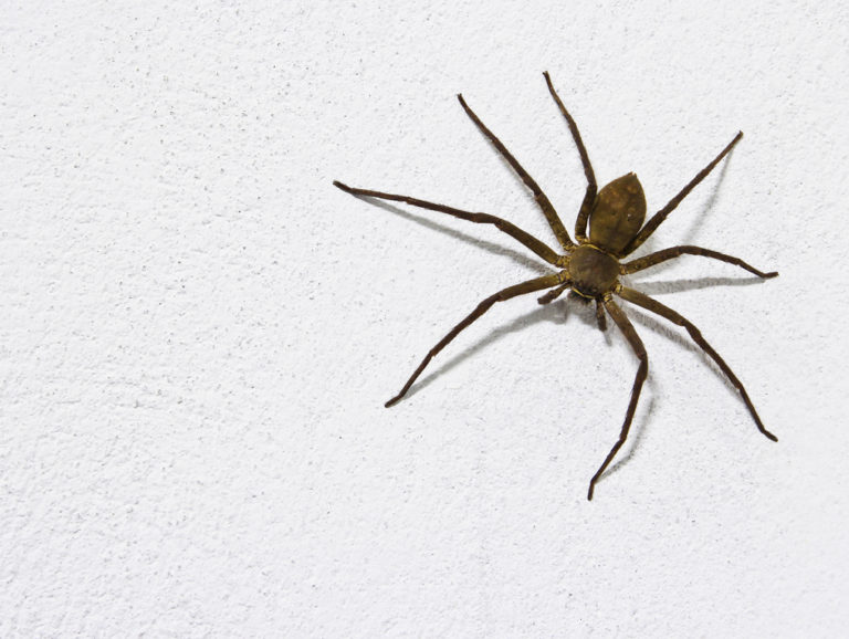 O Que Aranhas Domesticas Comem? Como É Sua Alimentação?