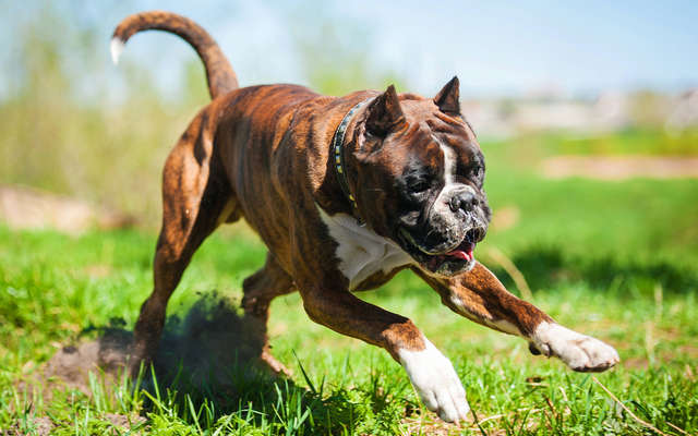 Boxer Personalidade: Leal, Destemido, Alegre, Energético