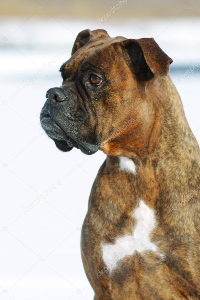 Cachorro Boxer Tigrado Reverso: Fotos, Cuidados e Filhotes
