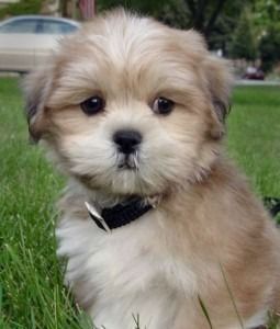 Llhasa Apso Micro: Qual Tamanho e Peso Ele Atinge?
