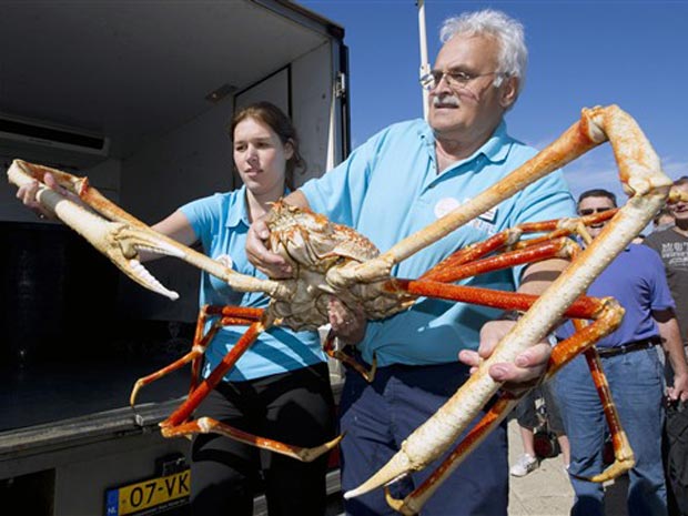 Caranguejo Gigante Japonês