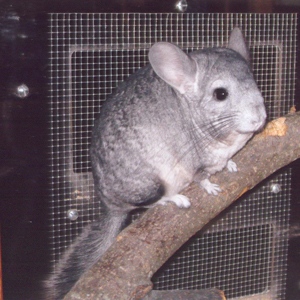 Curiosidades da Chinchila e Fatos Interessantes