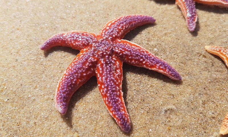 Estrela do Mar Morre Se Tirar da Água? Qual o Tempo de Vida?