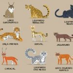 Imagem Ilustrativa Com os Felidae