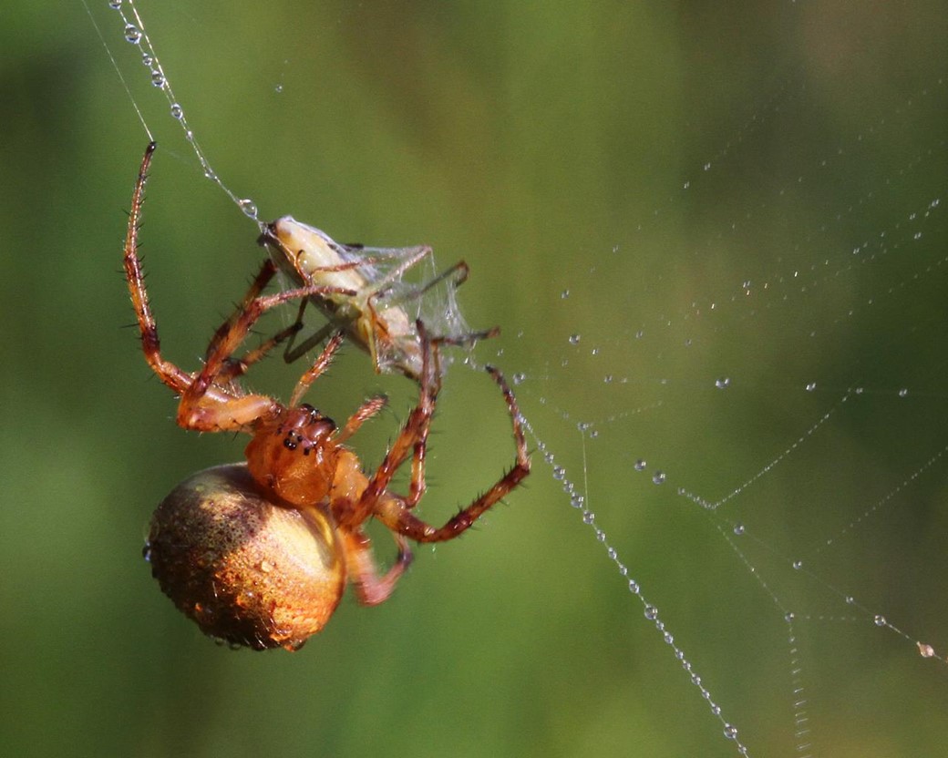 Alimentação das Aranhas: O Que Elas Comem?