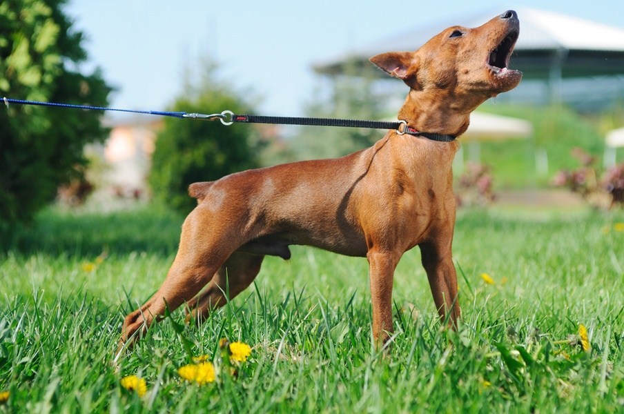 Tipos de Latido de Cachorro e O Que Significam