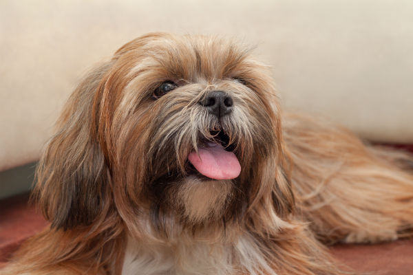 Lhasa Apso: Características, Tamanho e Cores