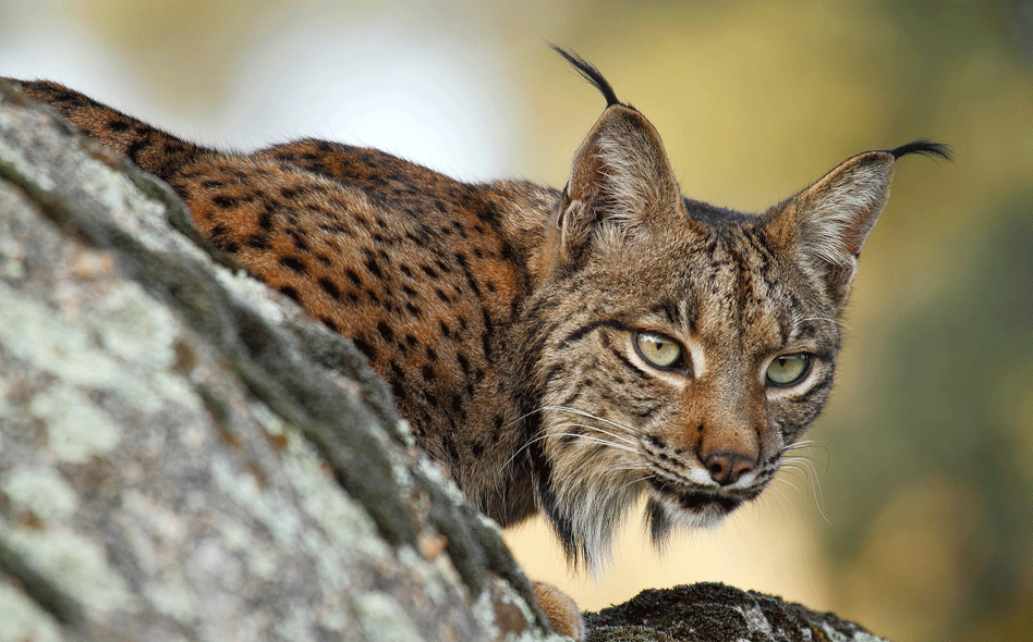 Expectativa de Vida dos Felinos na Natureza: Tempo