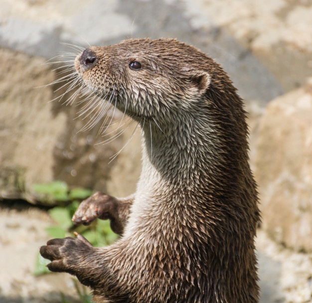 Animais em Extinção no Bioma Manguezal com Imagens
