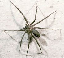 Espécies de Aranhas Domesticas Inofensivas Aos Seres Humanos
