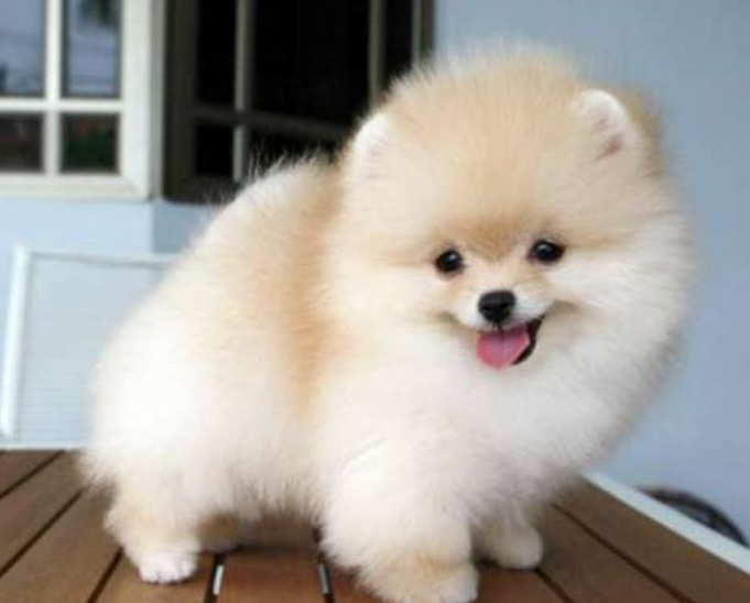 Spitz Alemão: Características do Mini, Fotos e Cores