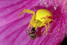 Aranha Amarela é Venenosa? Características e Nome Científico