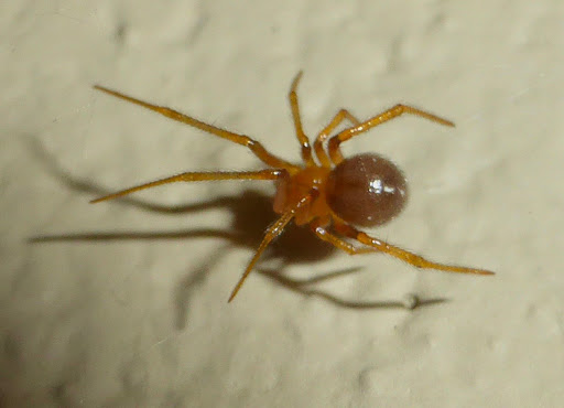 Aranhas não Venenosas pelo Brasil e no Mundo