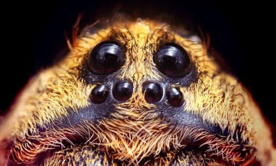 Olhos das Aranhas: Elas Tem Visão? Como Funciona? Quantos Tem?