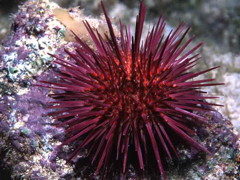 Ouriço do Mar Paracentrotus: Características e Fotos