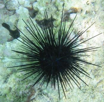 Ouriço do Mar Preto: Características, Nome Cientifico e Fotos