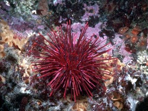 Ouriço do Mar Roxo: Características, Nome Cientifico e Fotos