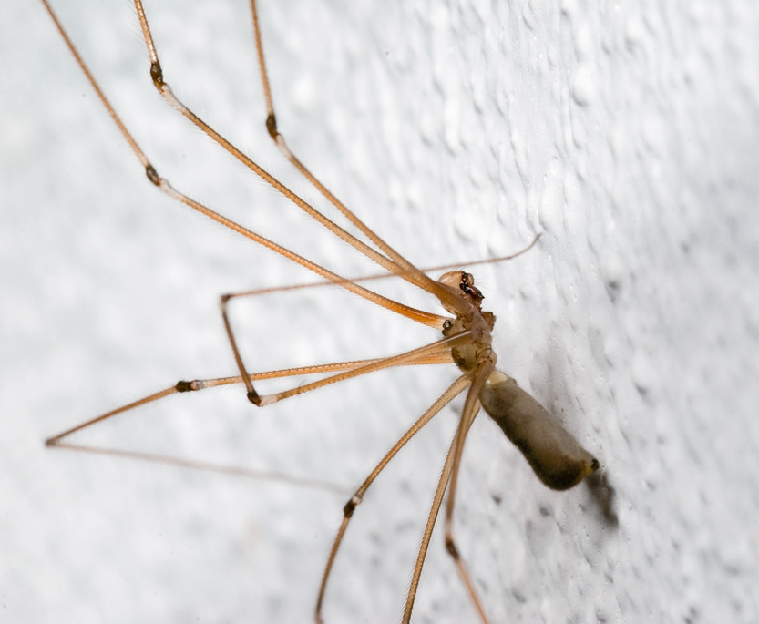 Aranha de Parede é Venenosa? Características e Nome Científico