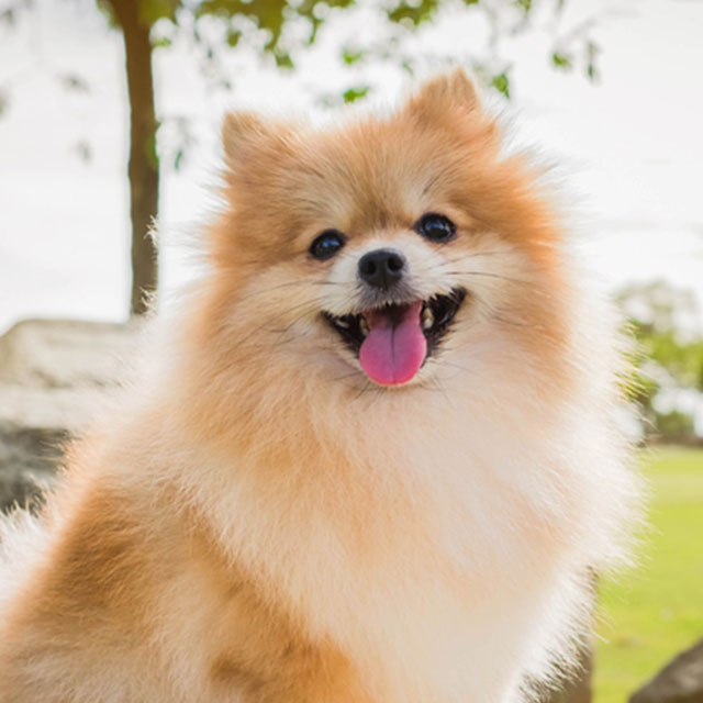 Spitz Alemão Anão Zwergspitz: Tamanho e Fotos