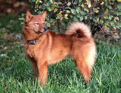 Spitz Finlandês: Tamanho, Mini, Fotos E Cores