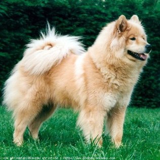 Spitz Alemão Eurasier: Tamanho, Fotos e Temperamento