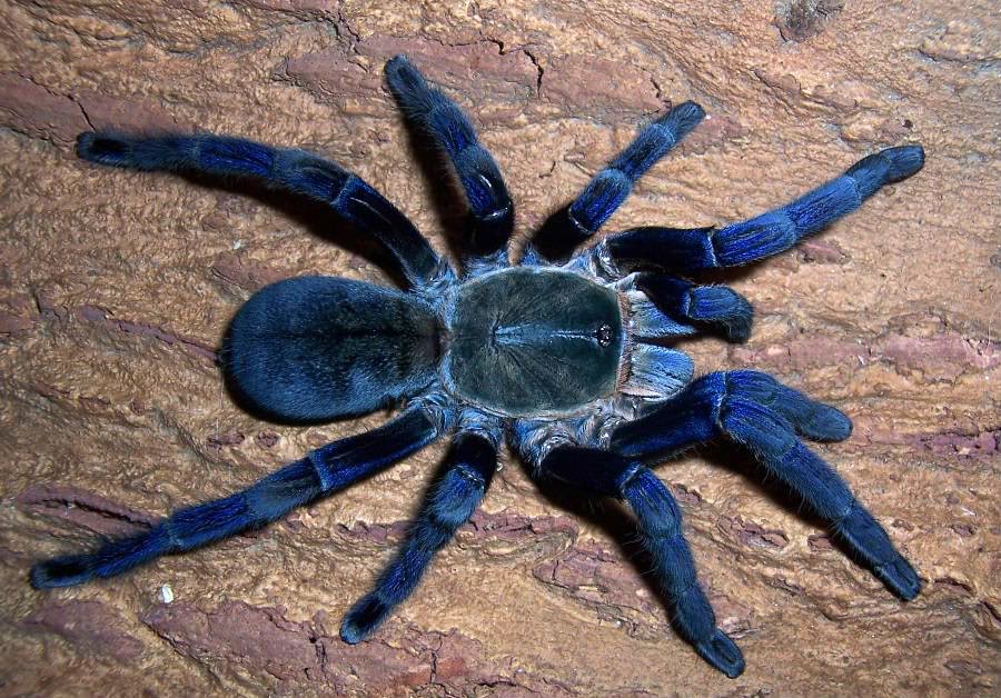 Tarantula Azul Cobalto é Venenosa? Características e Nome Cientifico